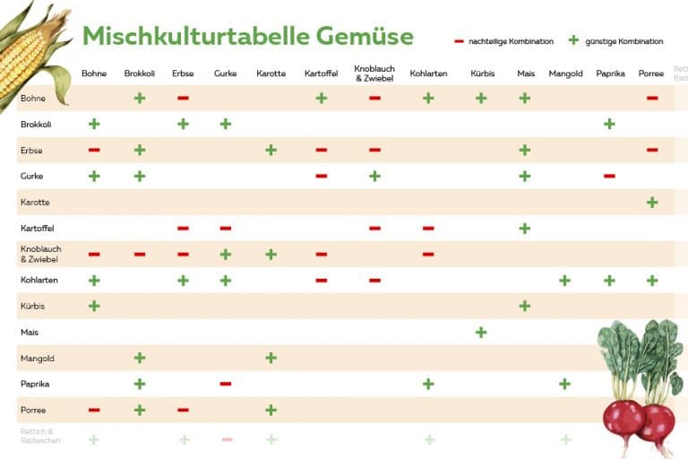 Welches Gemüse passt zusammen Mischkulturtabelle als PDF