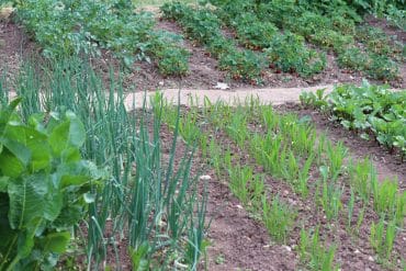 Gemüsegarten Mischkultur