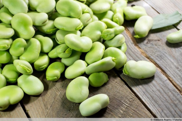 Bohnensorten mit Bild: A Comprehensive Guide to Bean Varieties with Visuals