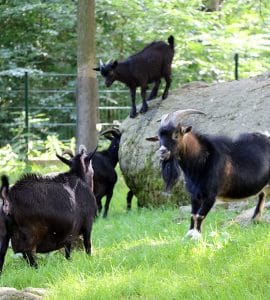 Diverse Ziegen