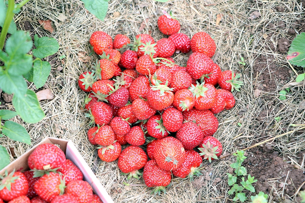 Erdbeeren Haufen