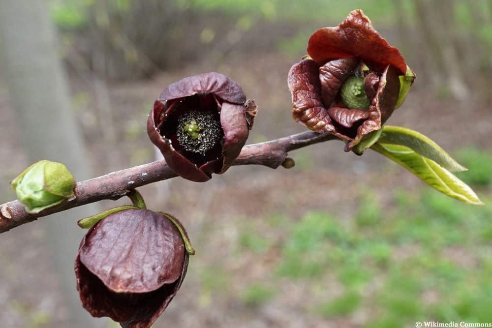 Indianerbanane Blüte