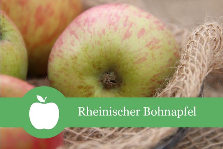 Rheinischer Bohnapfel