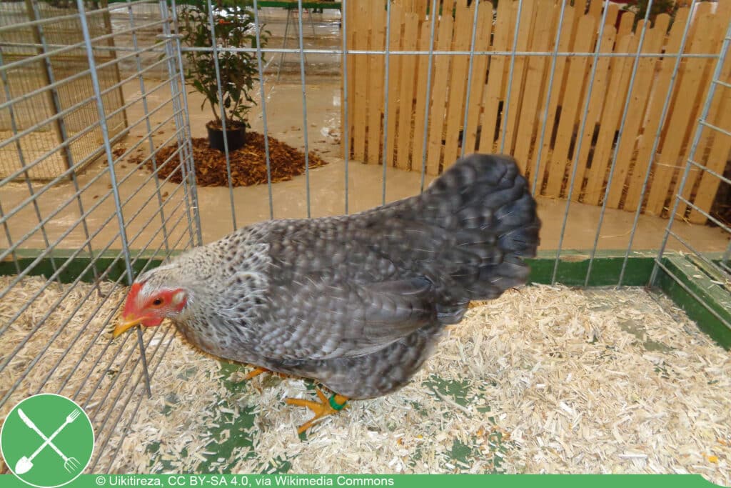 Bielefelder Kennhuhn