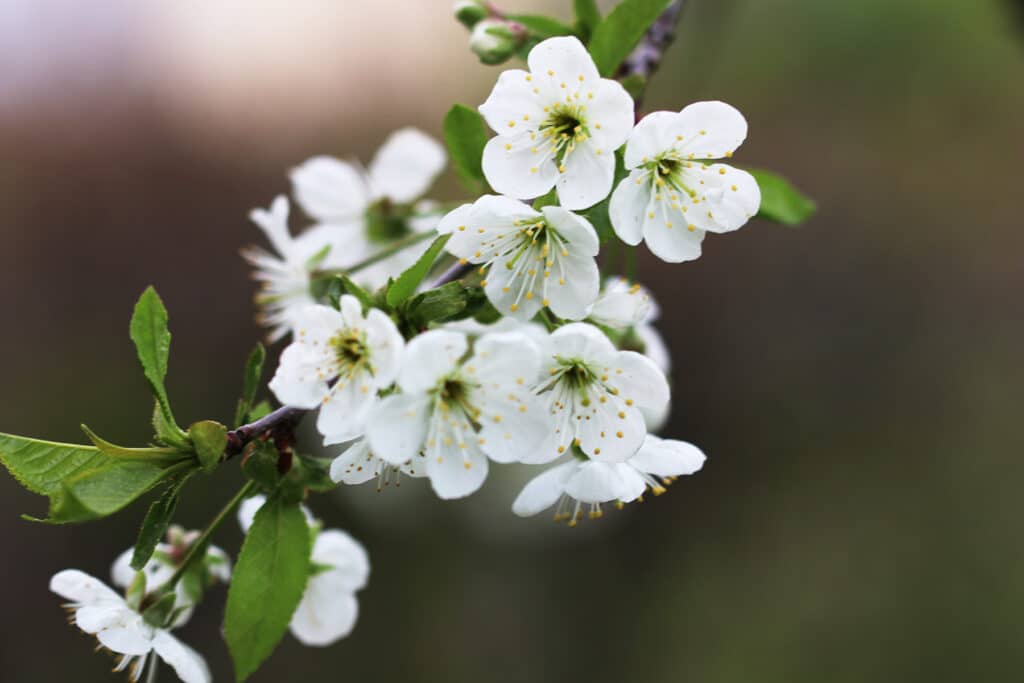 Apfelblüte