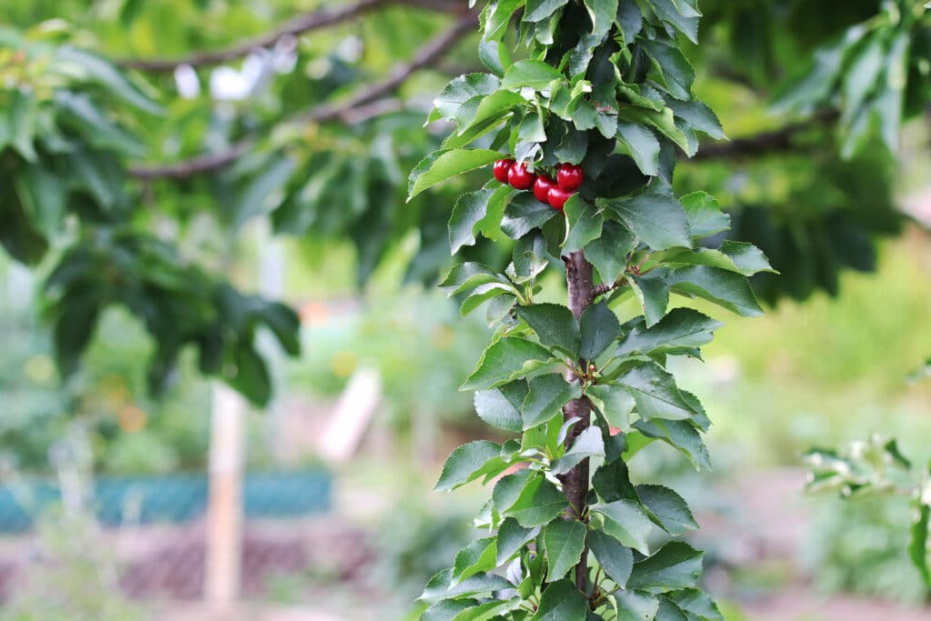 Süßkirsche - Prunus avium